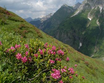Naturschutzgebiet Allgäuer Hochalpen
