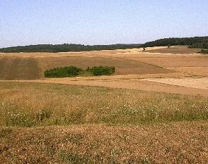 Agrarlandschaft (Foto: H. Brönner)