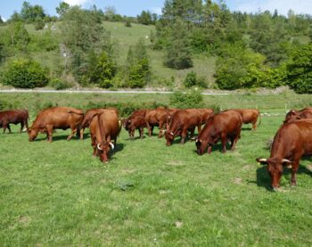 Rotes Höhenvieh auf der Weide