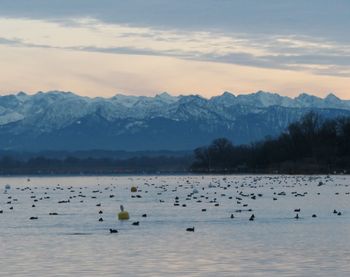 Wasservögel auf dem Ammersee mit Alpenblick; Foto: C. Niederbichler