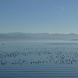 Wasservogelansammlung an der Roseninsel (Foto: Gehrold)