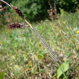 Der Libellen-Schmetterlingshaft hat sehr spezifische Ansprüche an seine Eiablagestellen