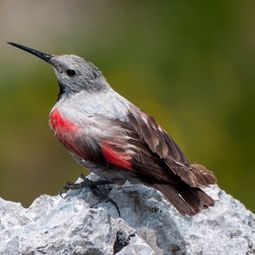 Mauerläufer (Tichodroma muraria): Typische Vogelart alpiner Felswände und Schluchten - brütet im Mangfalgebirge auch an tiefer gelegenen Felsen
